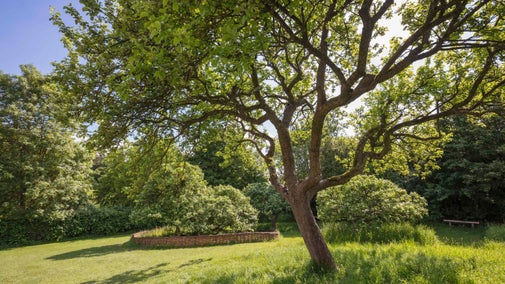 Newton's apple tree in the orchard at Woolsthorpe Manor, Lincolnshire